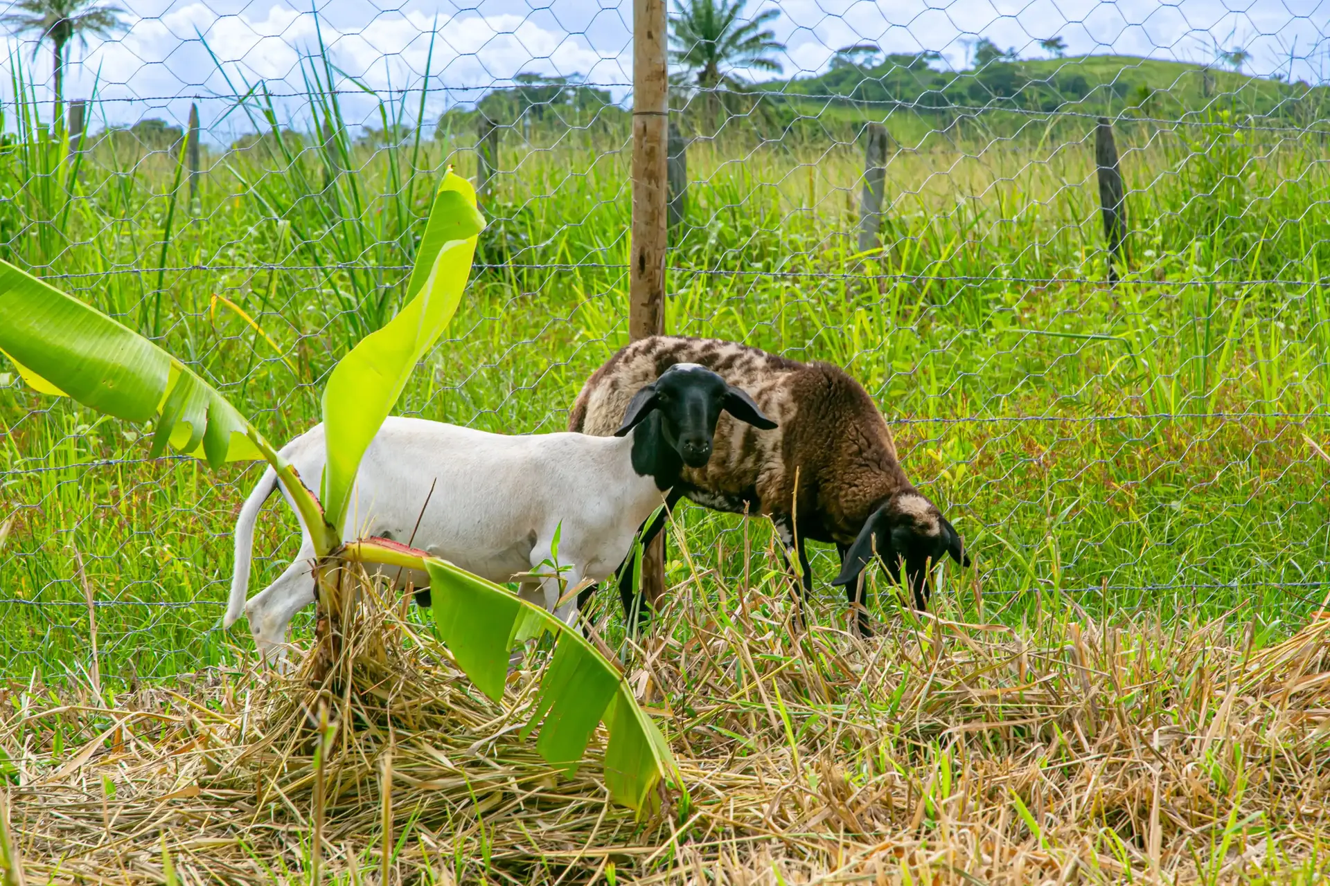 Fazendinha