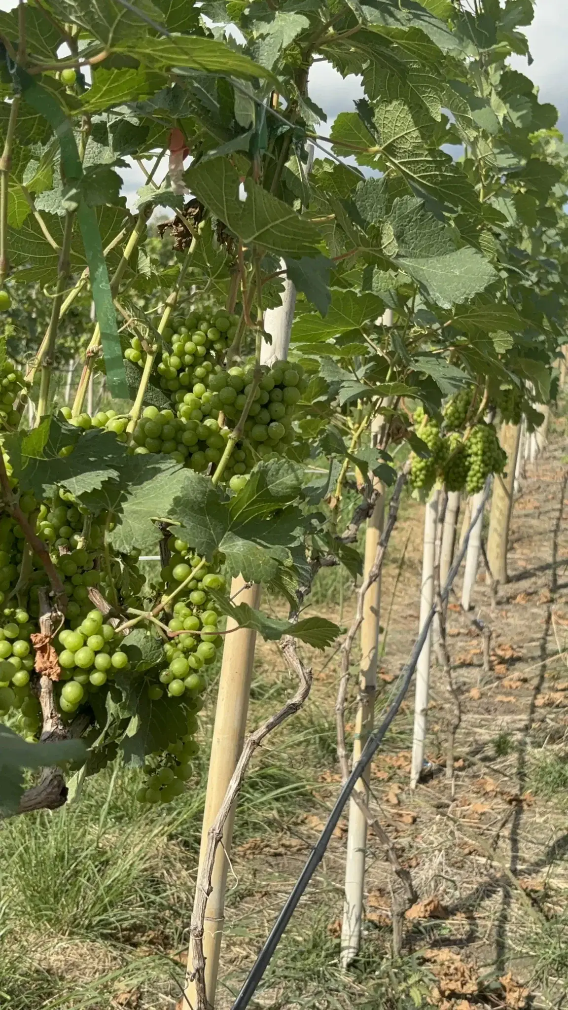 Uvas no vinhedo da Quinta