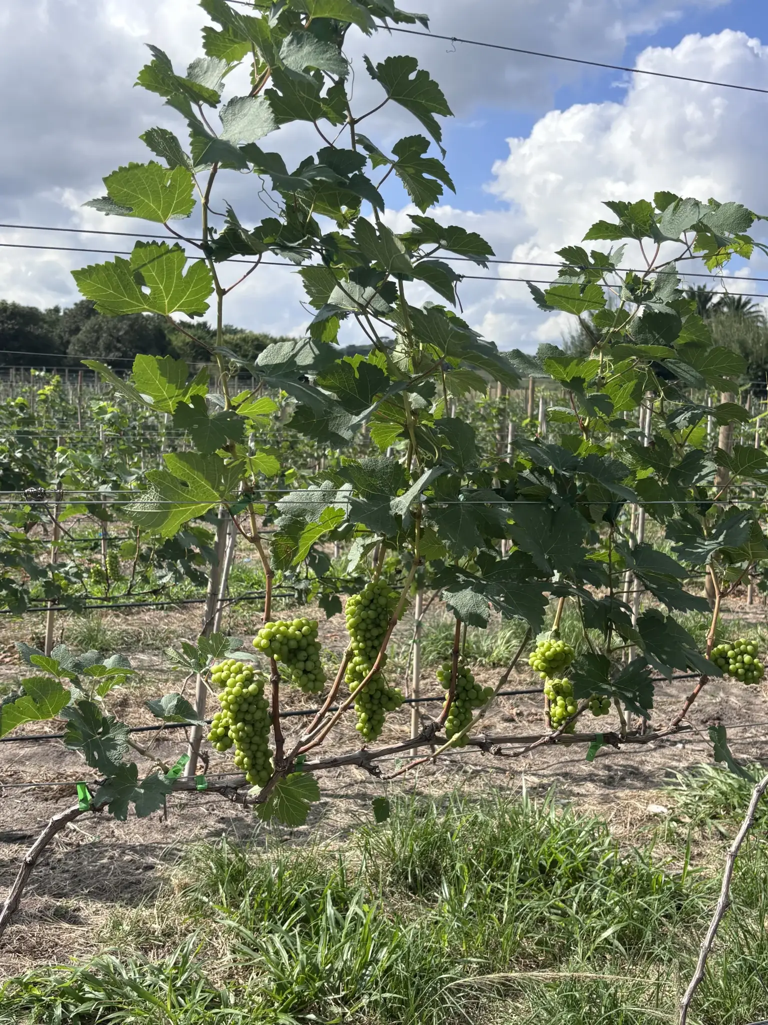Cacho de uvas nas parreiras